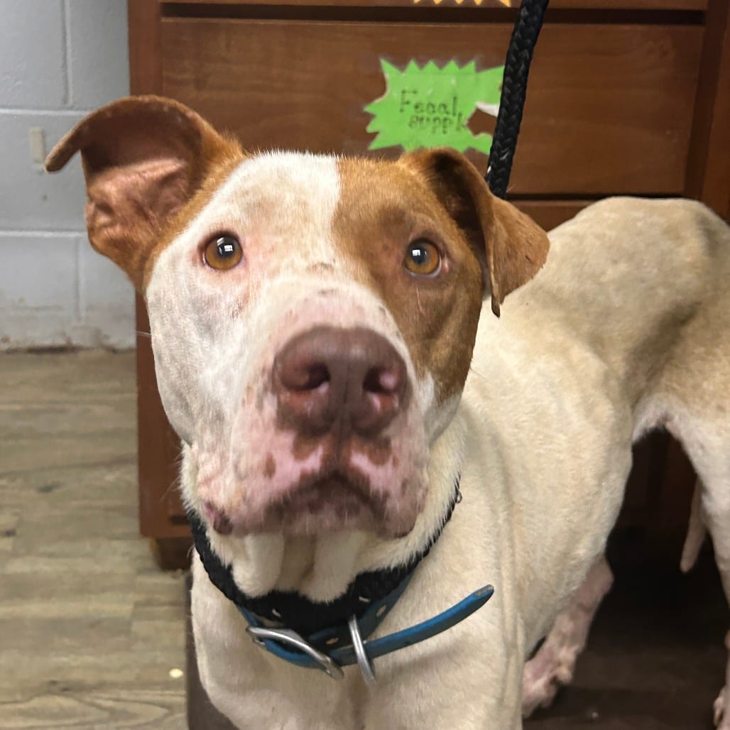 Photo of Jensen @ Foster, adoptable Mixed Breed (Medium) in Summerville, South Carolina