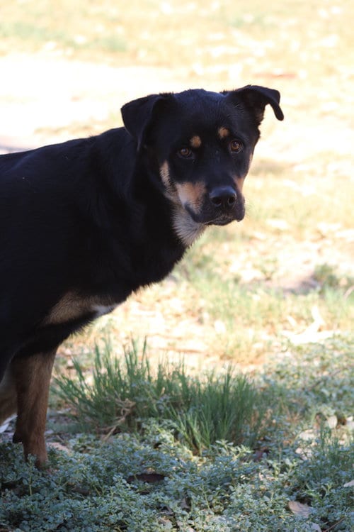Photo of Lurch, adoptable Rottweiler in El Centro, California