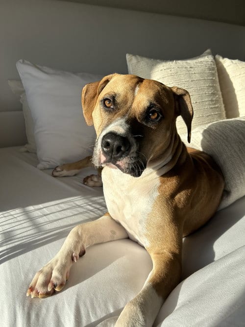 Photo of Honey, adoptable Boxer in Miami, Florida