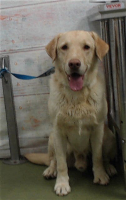 Photo of Hamilton, adoptable Labrador Retriever in San Bernardino, California