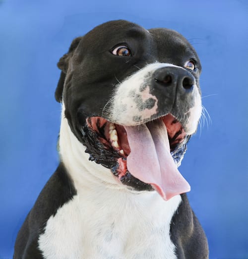 Photo of Barley, adoptable American Staffordshire Terrier in Pasadena, California