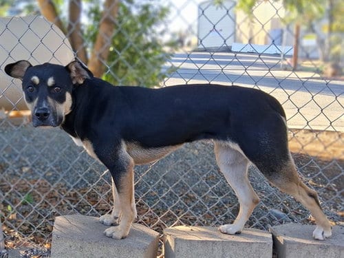 Photo of Mykie, adoptable Labrador Retriever in Paradise, California