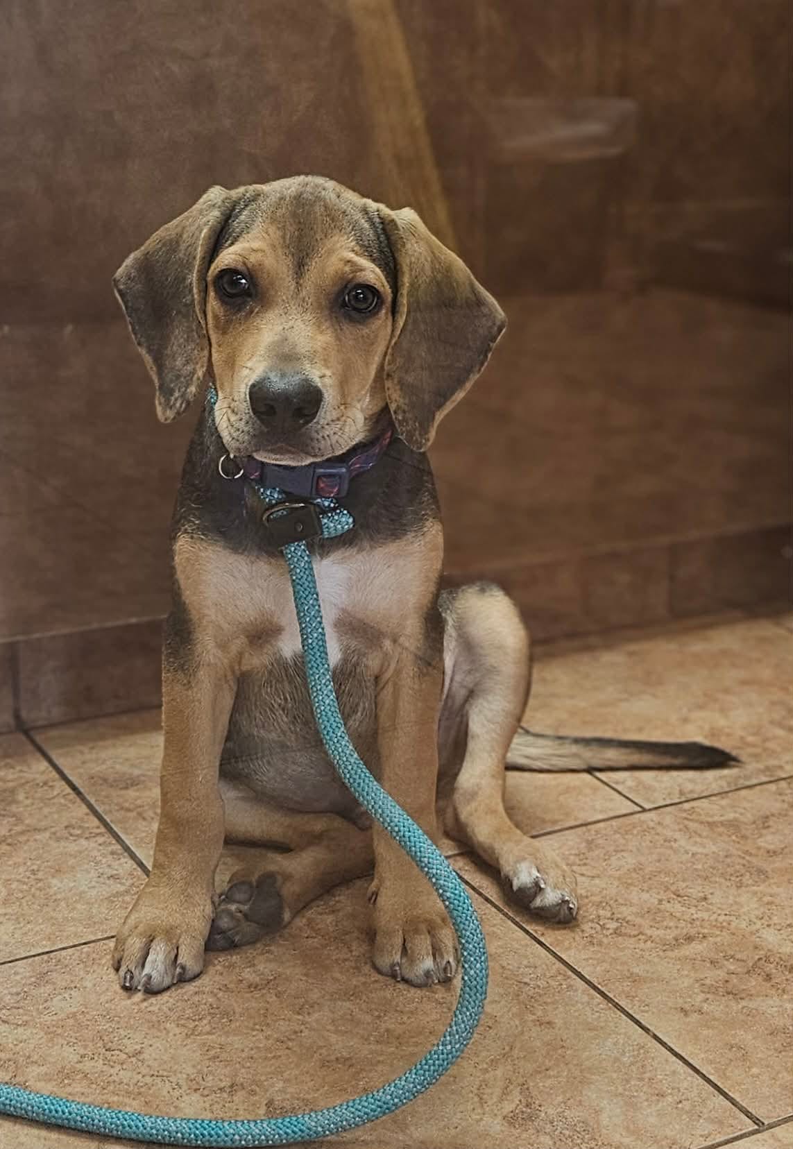 Photo of Hambone, adoptable Basset Hound / Beagle in Tulsa, Oklahoma