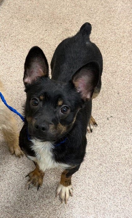 Photo of Pickle, adoptable Bulldog mix