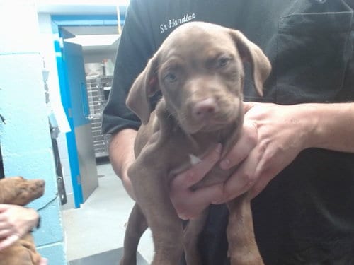 Photo of Cardi, adoptable Labrador Retriever in Albuquerque, New Mexico