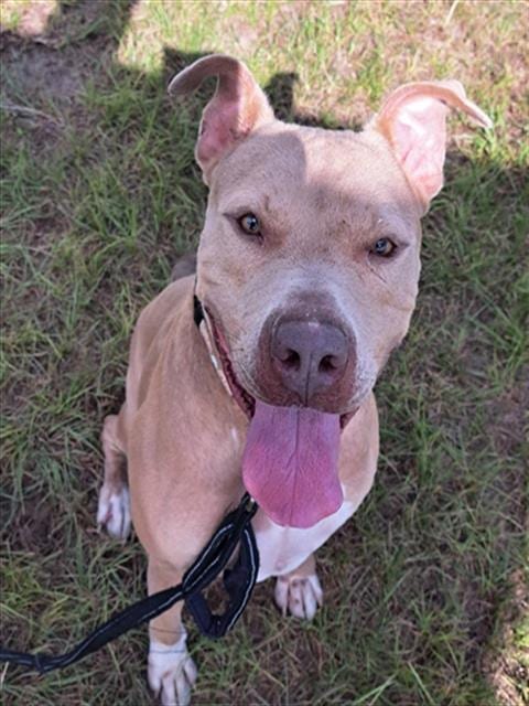 Photo of Ranger, adoptable American Pit Bull Terrier in Ocala, Florida