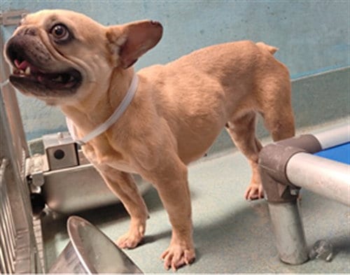 Photo of Selma, adoptable French Bulldog in Baldwin Park, California
