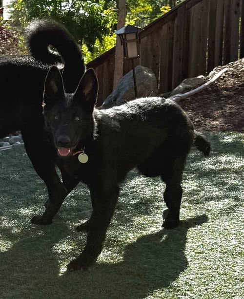 Photo of Nia, adoptable German Shepherd Dog in Modesto, California