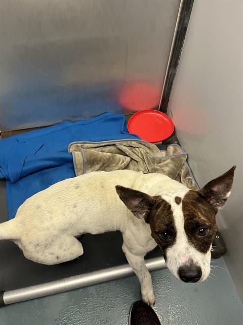 Photo of Honey Dew, adoptable Staffordshire Bull Terrier in Houston, Texas