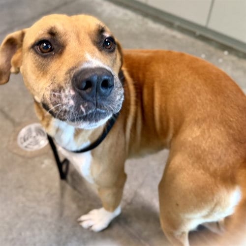 Photo of Chandler, adoptable Black Mouth Cur in Tavares, Florida