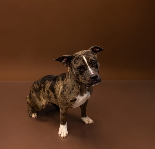 Photo of Tokyo, adoptable Pit Bull cross in Lawrenceville, Georgia