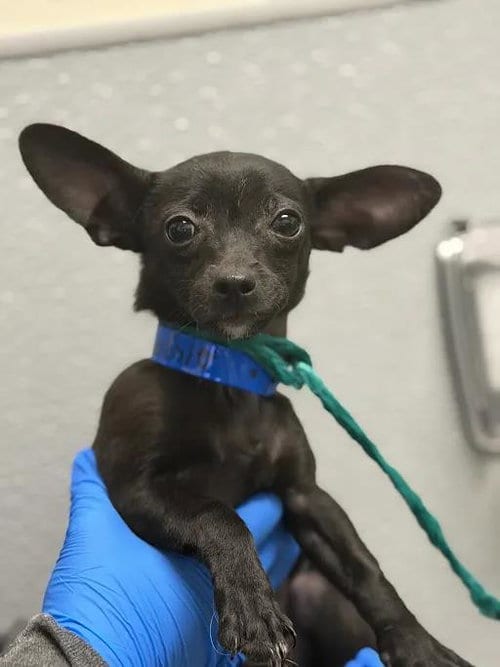 Photo of Max, adoptable Chihuahua in Las Vegas, Nevada
