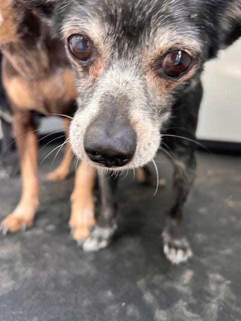 Photo of Senior Chihuahua - Smooth Coated, adoptable Chihuahua - Smooth Coated in Bakersfield, California