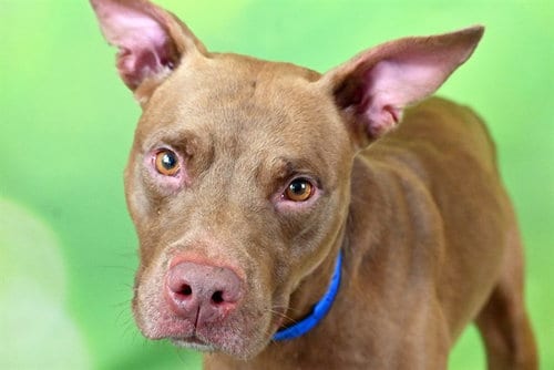 Photo of Toshi, adoptable American Pit Bull Terrier in Ft Lauderdale, Florida