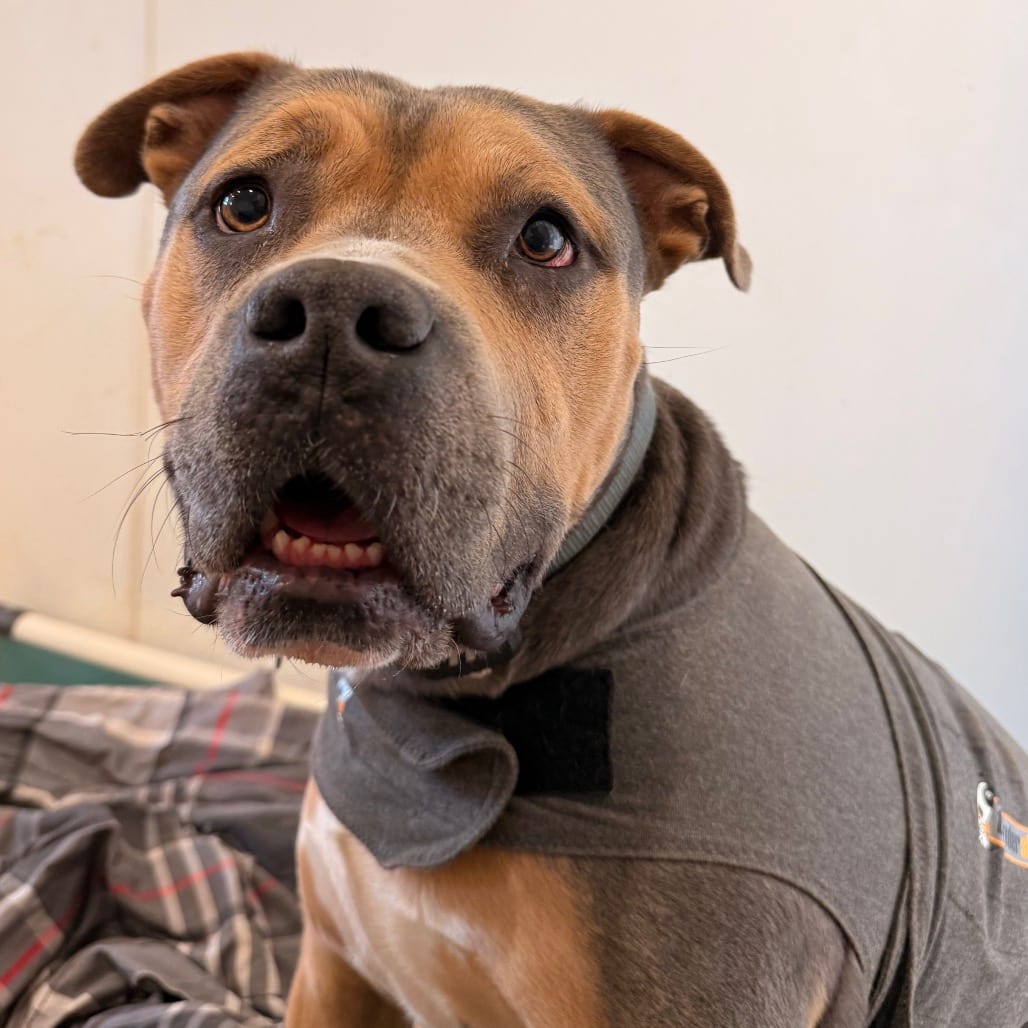 Photo of Joker, adoptable Terrier, Pit Bull / Mixed Breed (Large) in Kanab, Utah