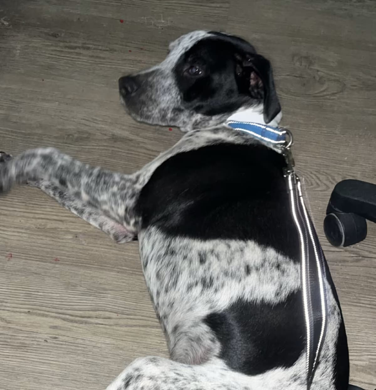 Photo of Cosmo, adoptable Pointer/Pointer in QUINCY, Florida