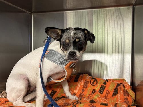 Photo of Britney, adoptable Chihuahua in Grand Prairie, Texas