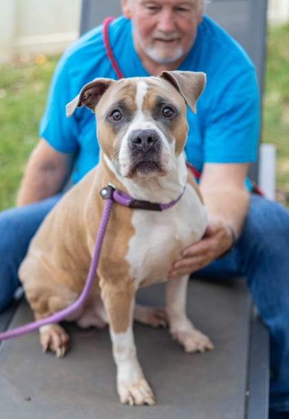 Photo of Edmonton, adoptable dog in Chamblee, Georgia