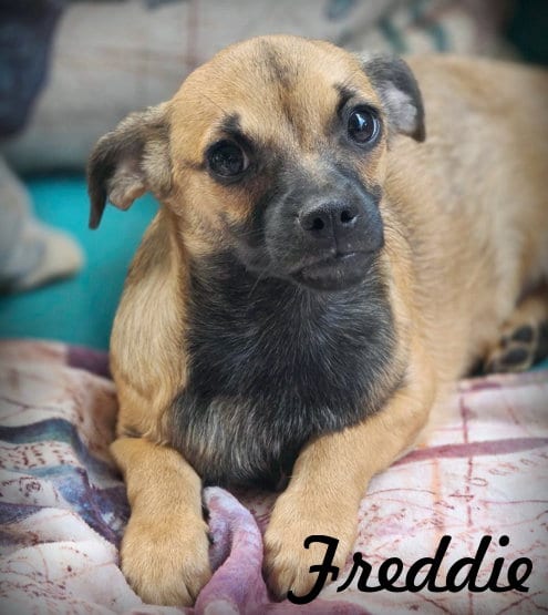 Photo of Freddie, adoptable Dachshund in Chino Hills, California