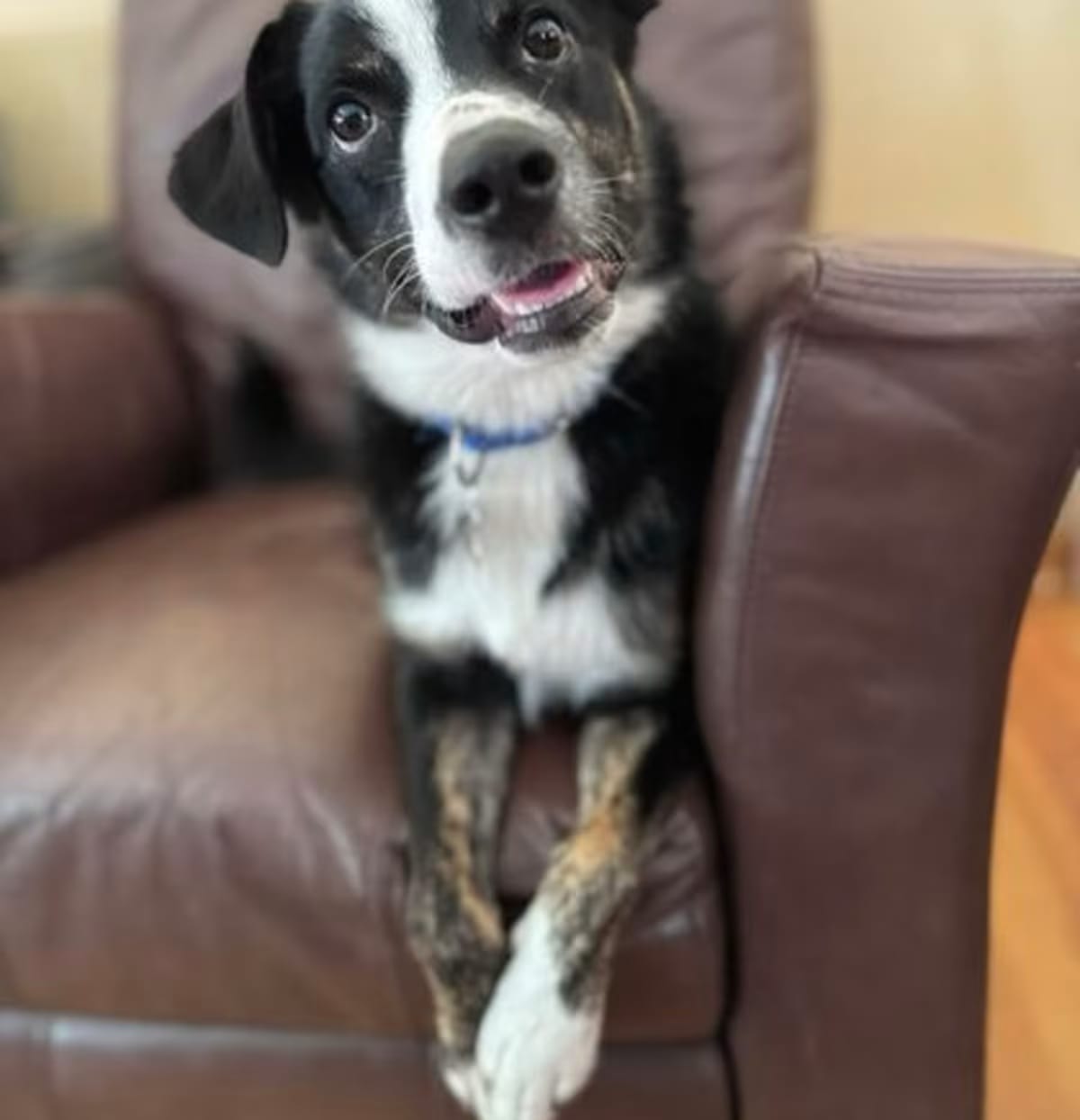 Photo of Ronaldo, adoptable Border Collie in Palatine, Illinois