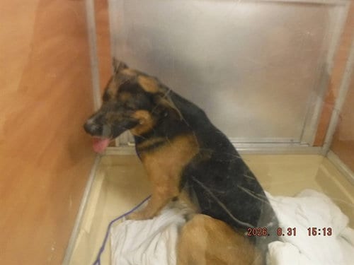 Photo of Codey, adoptable German Shepherd Dog in Miami, Florida