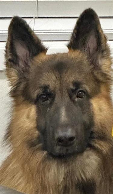 Photo of Chase, adoptable German Shepherd Dog in Camarillo, California