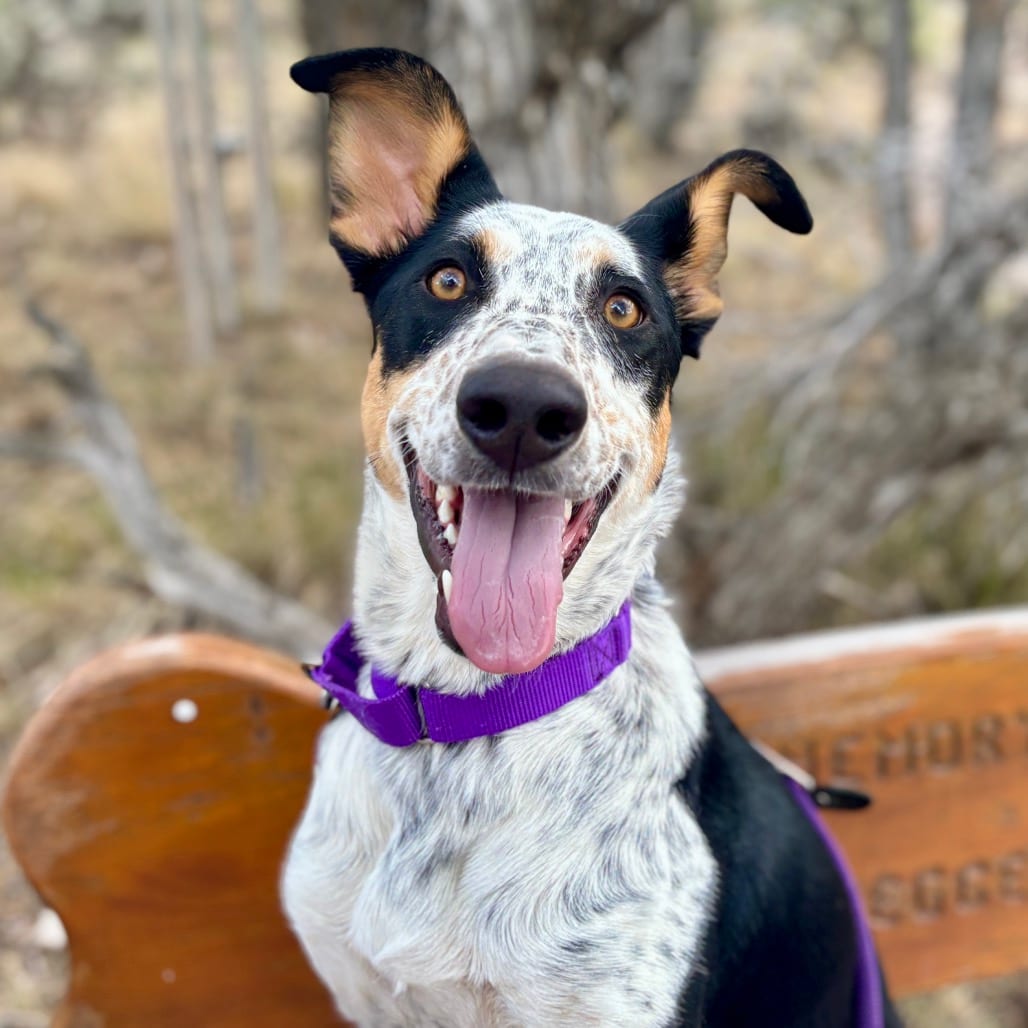 Photo of Ramsey, adoptable Mixed Breed (Medium) / Cattle Dog in Glenwood Springs, Colorado