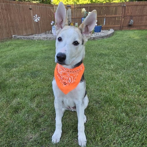 Photo of Kojak, adoptable Husky in Fargo, North Dakota
