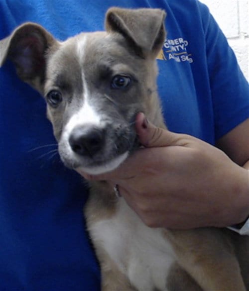 Photo of A435611, adoptable Pit Bull Terrier in Fayetteville, North Carolina