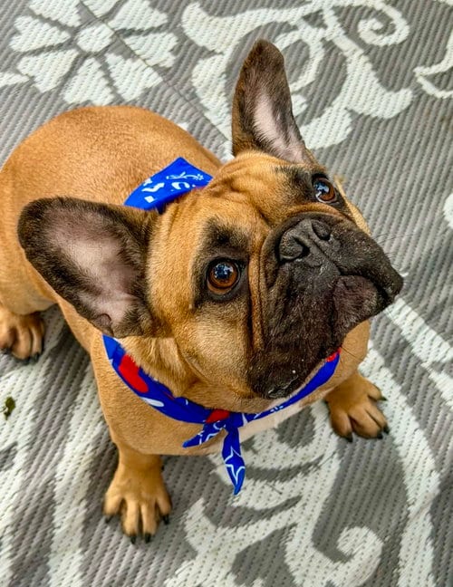 Photo of Scooter, adoptable French Bulldog in St. Louis Park, Minnesota