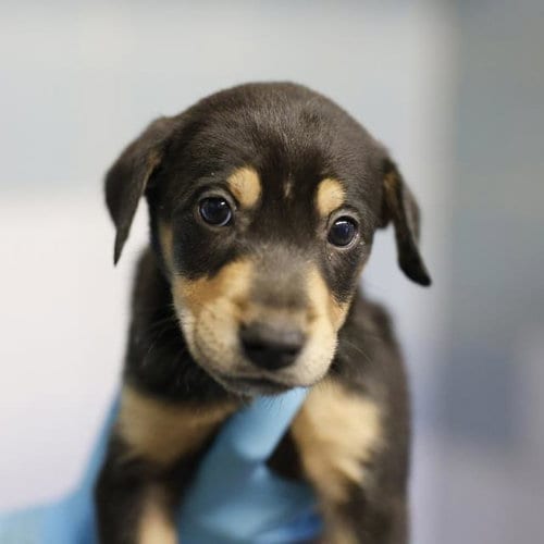 Photo of Diamond, adoptable Doberman Pinscher in San Antonio, Texas