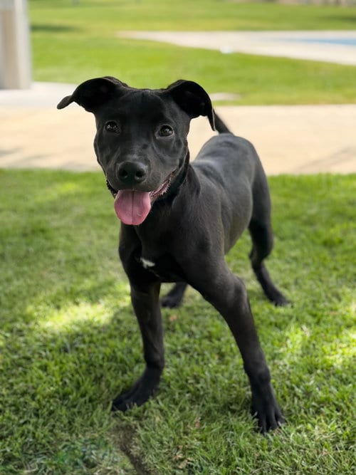 Photo of Finneus, adoptable Labrador Retriever in Studio City, California