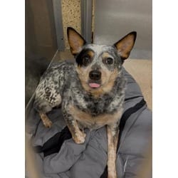 Photo of Rowdy, adoptable Australian Cattle Dog in Wantagh, New York