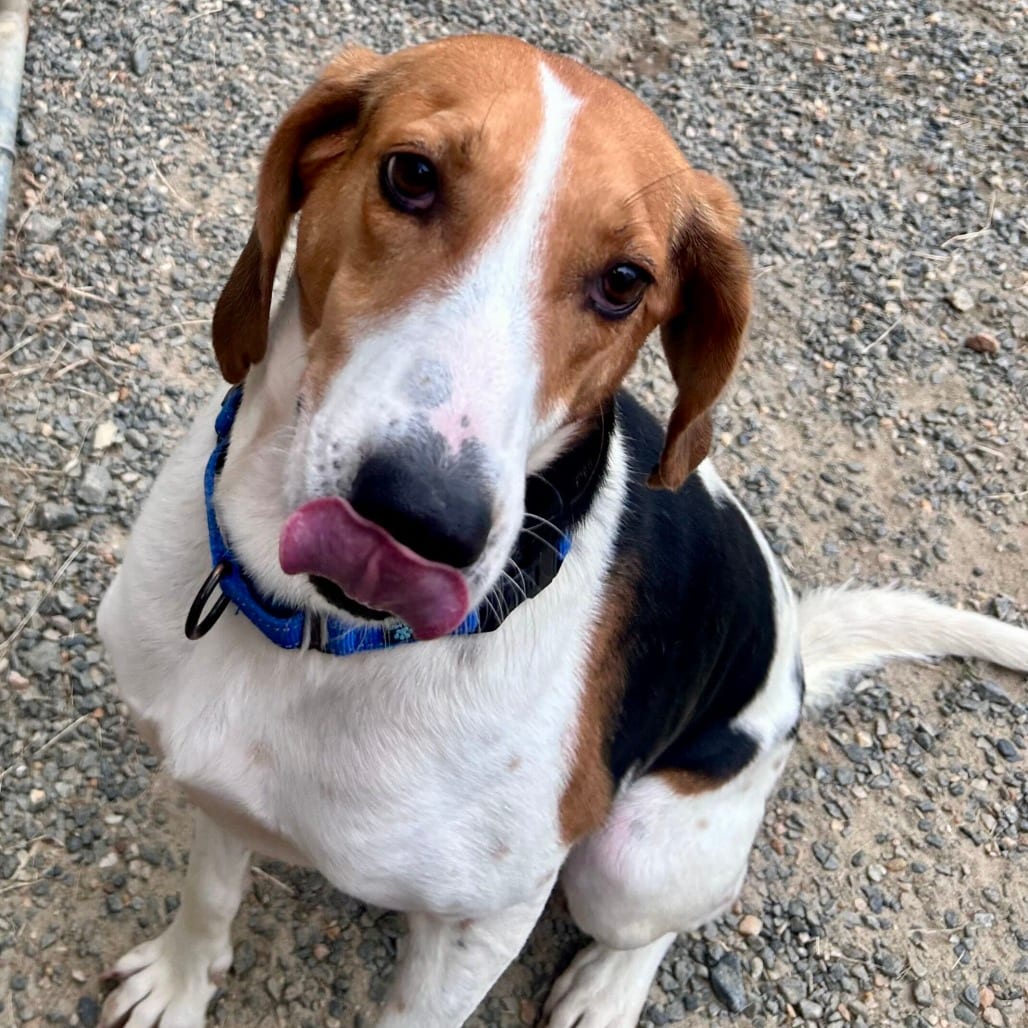 Photo of Tuna Fish, adoptable Mixed Breed (Large) in Fredericksburg, Virginia