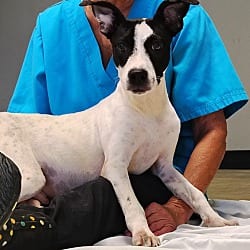 Photo of Wilson, adoptable Jack Russell Terrier Terrier (Unknown Type, Medium) in Zebulon, Georgia