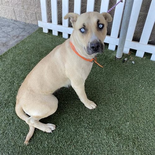 Photo of Blondie, adoptable Pit Bull Terrier in Modesto, California