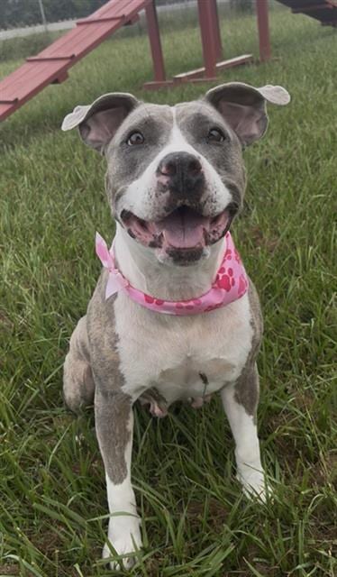 Photo of Beatrice, adoptable Pit Bull Terrier in Rosenberg, Texas