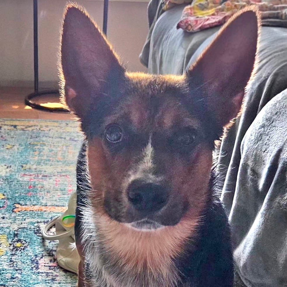 Photo of Oscar, adoptable Cattle Dog, Australian (Red Heeler) in Maryland, Maryland