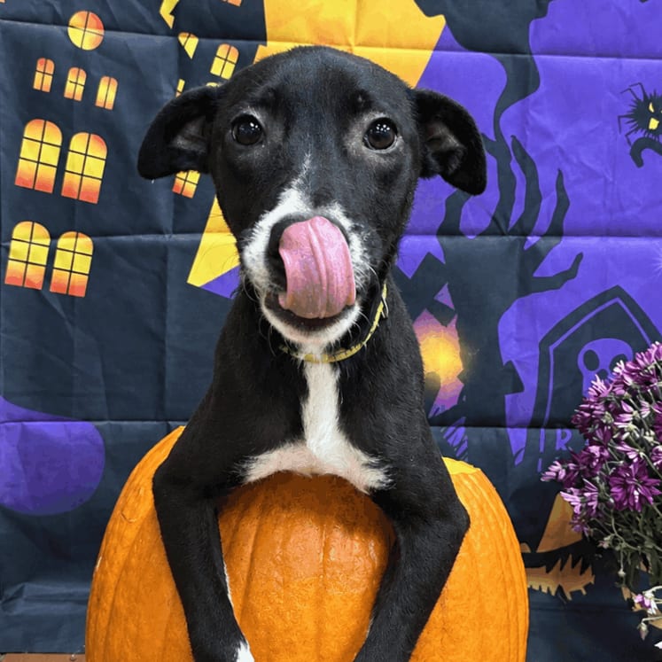 Photo of Lola, adoptable Retriever, Labrador / Mix in Jefferson, New Jersey