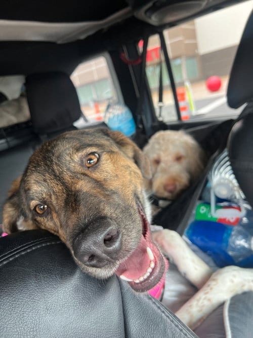 Photo of Marnie, adoptable Australian Cattle Dog/Blue Heeler in Chandler, Arizona