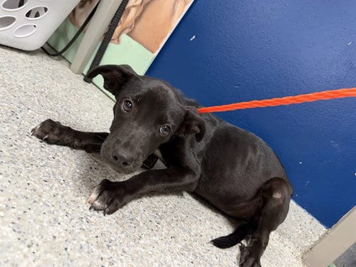 Photo of Two Toes, adoptable Labrador Retriever in Pasadena, Texas