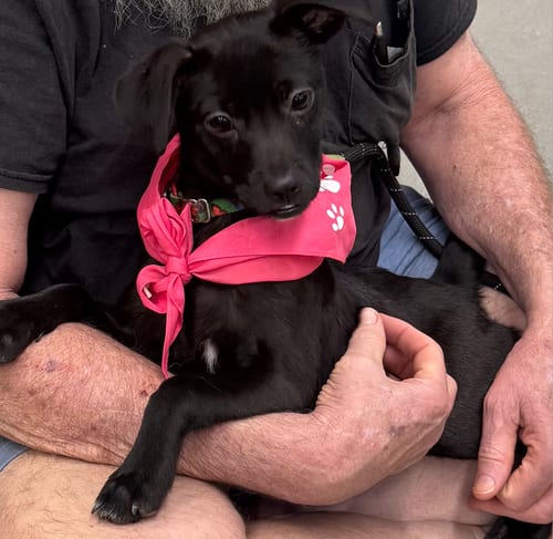 Photo of Cookie Lee, adoptable Rat Terrier in Atlanta, Georgia