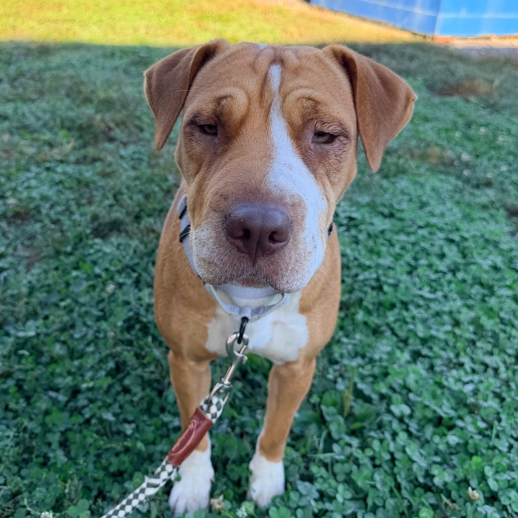 Photo of Loreal PR 2, adoptable Mixed Breed (Medium) in Union, Missouri