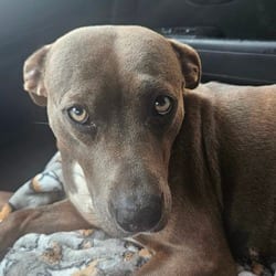 Photo of Fiona 4221, adoptable American Pit Bull Terrier in Loxahatchee, Florida