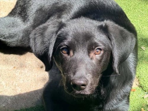 Photo of Adriana, adoptable Flat-coated Retriever in Houston, Texas