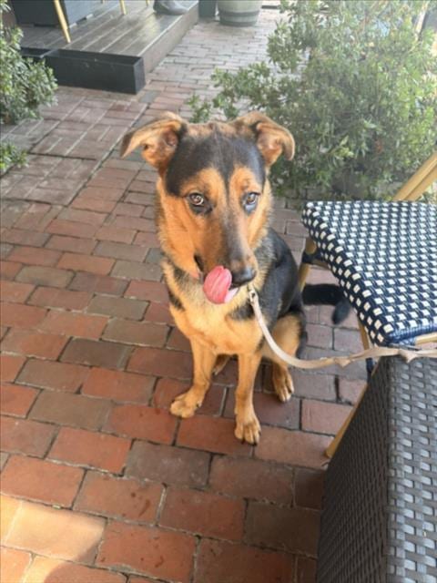 Photo of Michelle, adoptable German Shepherd Dog in Houston, Texas