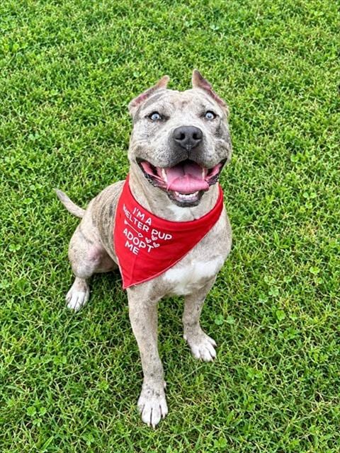 Photo of Boomer, adoptable American Bulldog in Newton, North Carolina