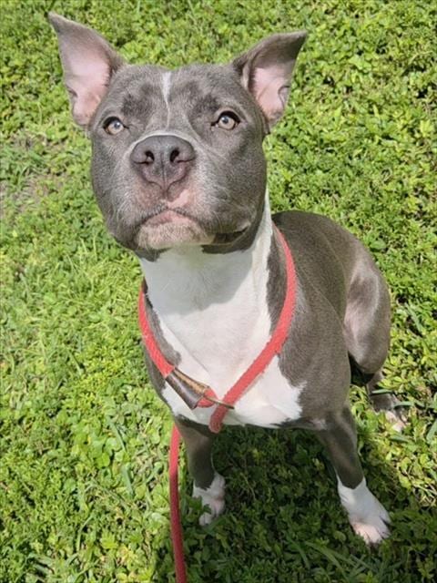 Photo of Misty, adoptable American Staffordshire Terrier in Fort Lauderdale, Florida