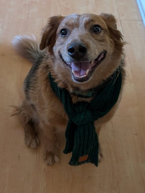 Photo of Denver, adoptable Australian Cattle Dog/Blue Heeler in San Bernardino, California