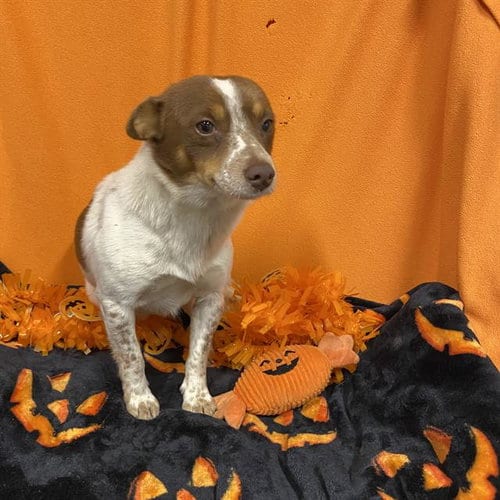 Photo of A615331, adoptable Chihuahua in Modesto, California